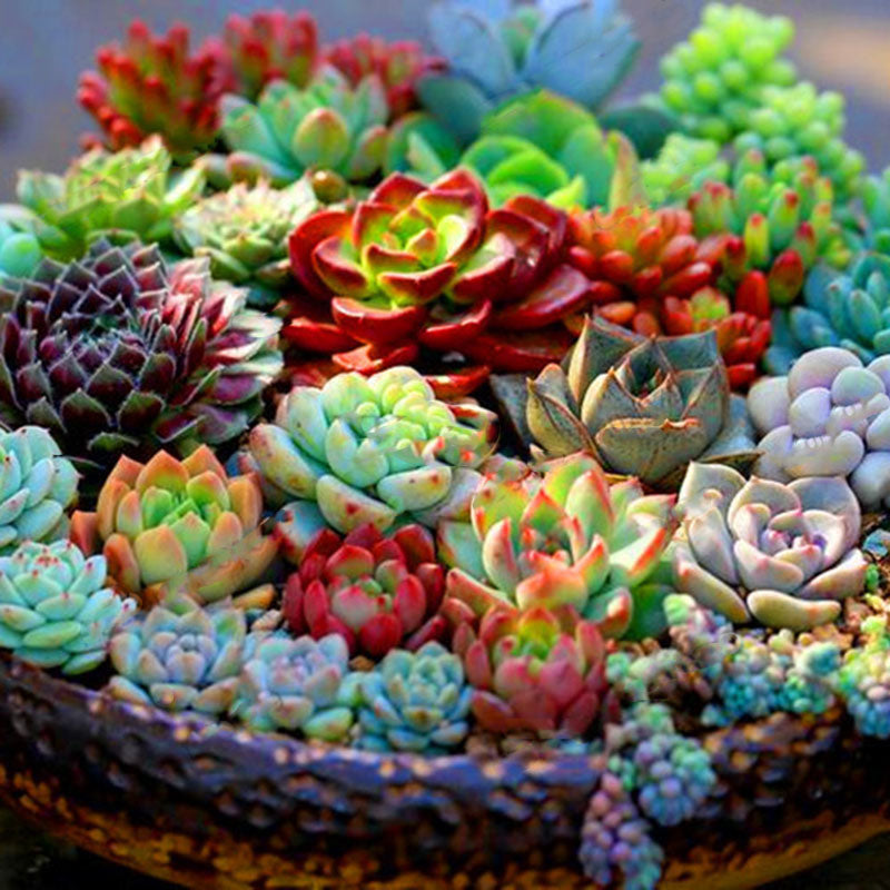 Egrow 200 Pcs/Pack  Succulent Seeds Rare Succulent Plante Flower Bonsai Living Stone Bonsai Mini Garden Plant.
