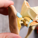 4D Vision Human Ear Anatomy Model Anatomical Medical Learn Study Equipment