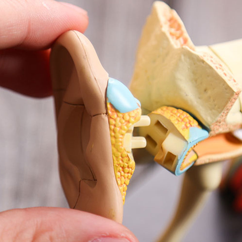 4D Vision Human Ear Anatomy Model Anatomical Medical Learn Study Equipment
