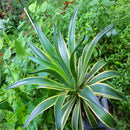 Egrow 100 Pcs/Pack Maguey Seeds Mixed Rare Aloe Agave Bonsai Rare Succulent Plants Agave Potted For Home and Garden Decoration