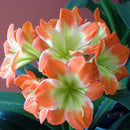 Egrow 100 Pcs/Pack Potted Clivia Seeds China Clivia Potted Flowers Seedling Outdoor Bonsai Balcony Flower