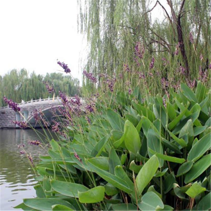 Egrow 50 Pcs/Pack Dealbata Seeds Thalia Dealbata Flower Home Garden Decoration