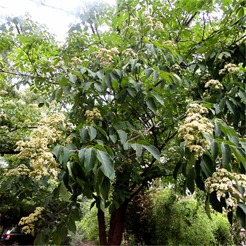 Egrow 100 Pcs/Pack Evodia Seeds Evodia Daniellii Tree Folwer Seeds Home Garden Decoration