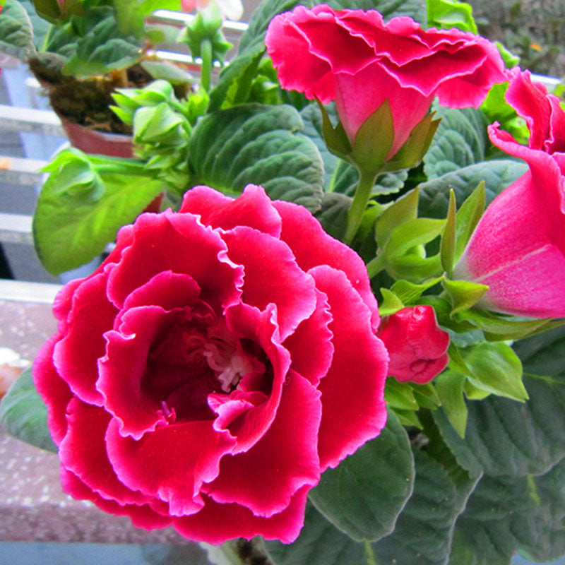 Egrow 100PCS/Pack Gloxinia Seeds 9 Colors Gloxinia Garden Perennial Flowering Plants Sinningia Speciosa Bonsai