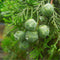 Egrow 60 Pcs/Pack Platycladus Seeds Platycladus Orientalis Tree Home Garden Decoration Plant