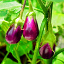 Egrow 200PCS/Pack Eggplant Seeds Red Eggplant Bonsai Outdoor Vegetable Plant For Home Garden