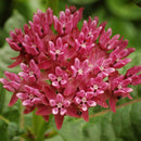 Egrow 30Pcs/Bag Purple Asclepias Seeds Garden Flowers Gift Plants Bonsai Seeds Milkweed Host Seeds