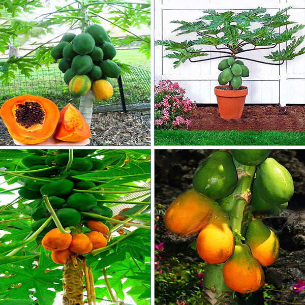 Egrow 15Pcs/Pack Carica Papaya Seeds Organic Edible Fruit Sweet Papaya Bonsai Outdoor Tree Seed