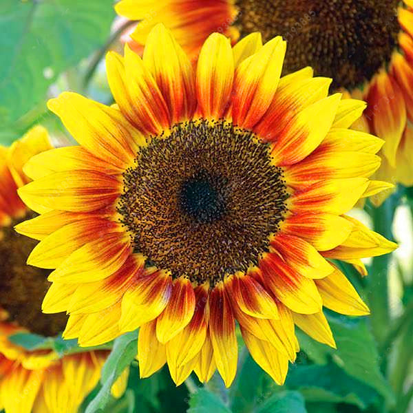 Egrow 40Pcs/Pack Dwarf Sunflower Seeds Rare Indoor Flower Seeds Organic Plants