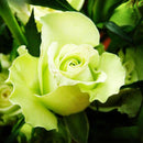 200PCS Colorful Rose Flower Seeds Garden Bonsai Planting