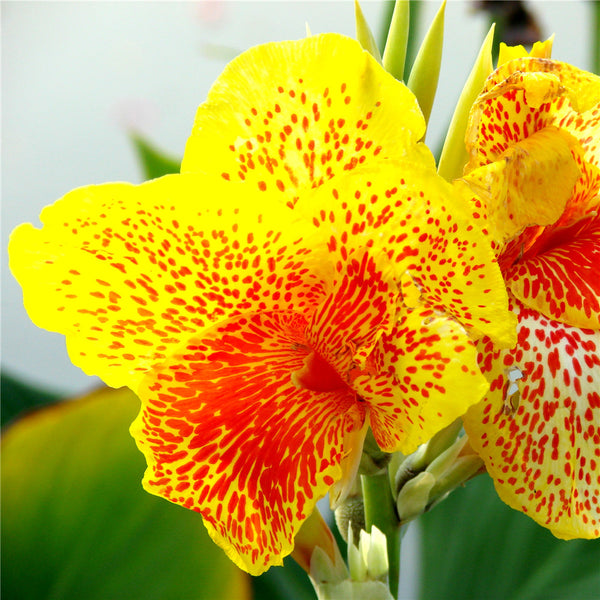 Egrow 10Pcs/Pack Canna Seeds Plants Indoor Outdoor Pot Flower Seed Home Garden Yard Bonsai