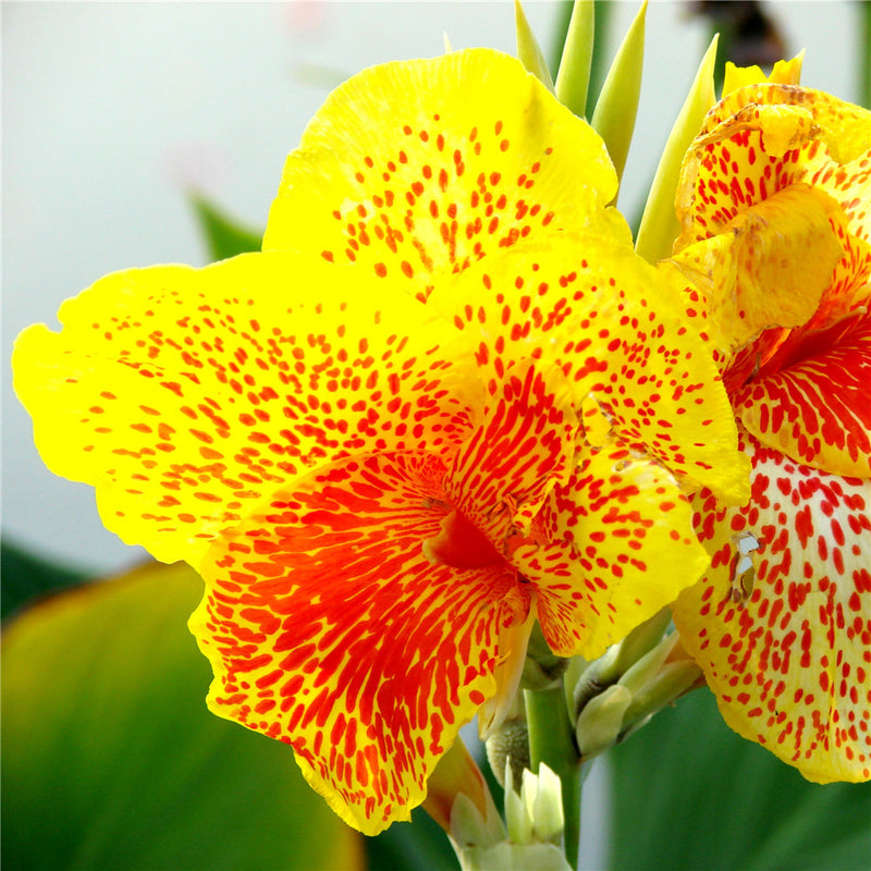 Egrow 10Pcs/Pack Canna Seeds Plants Indoor Outdoor Pot Flower Seed Home Garden Yard Bonsai