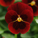 Egrow 100Pcs/Pack Viola Seeds Red Blue Garden Perennial Plants Decoration Flower Seeds