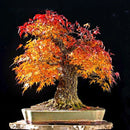 Egrow 20Pcs/Bag Red Maple Seeds Mini Beautiful Japanese Red Maple Bonsai Seeds DIY Bonsai Seeds