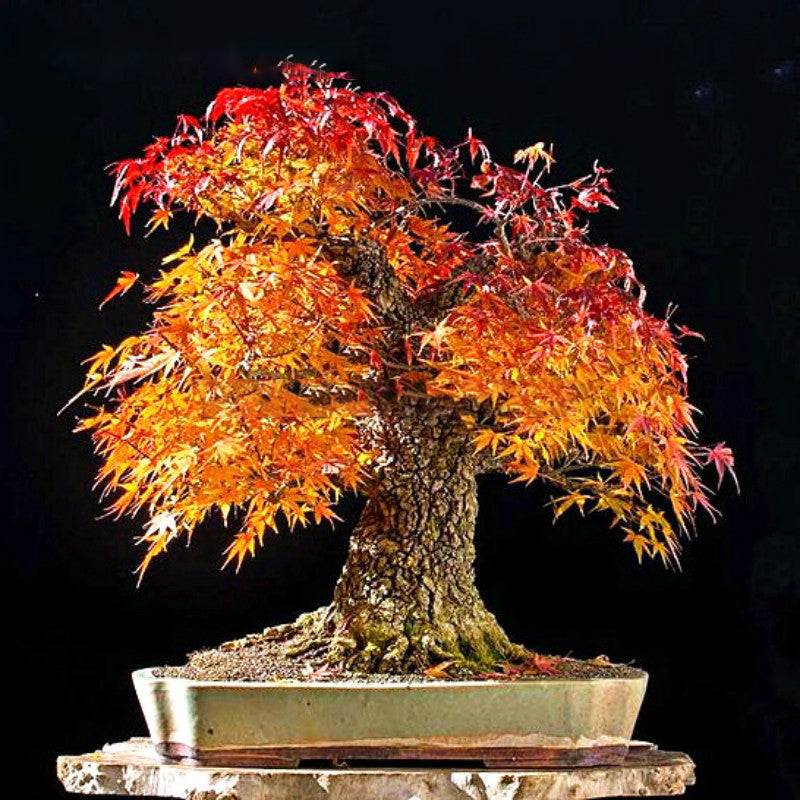 Egrow 20Pcs/Bag Red Maple Seeds Mini Beautiful Japanese Red Maple Bonsai Seeds DIY Bonsai Seeds
