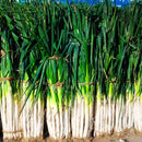 Egrow 100Pcs/Bag Green Scallion Seeds Season Vegetable Seeds Special High-yielding Vegetable Seeds