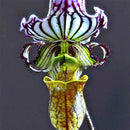 Egrow 20pcs/Bag New Sementes Rare Orchid Seeds Flower Orchid Seeds For Home Garden Plants