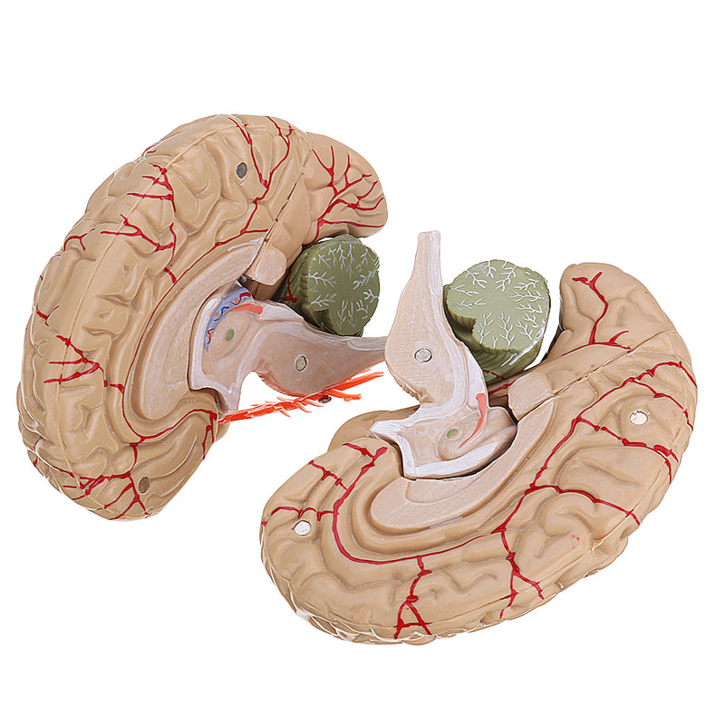 Life Size Human Brain Model w/ Arteries Medical Anatomical Cerebral Mo ...