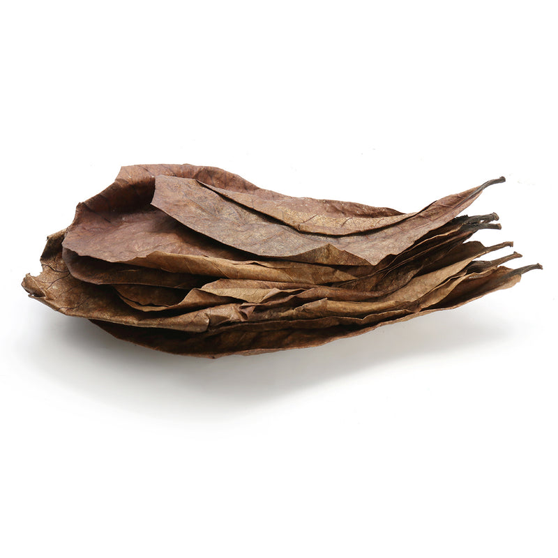 10Pcs Aquarium Natural Terminalia Leaves Reduce Ph Improve Water Quality Water Purifier