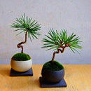 Egrow 50 Pcs/Pack Pine Tree Seeds Mini Black Pine Tree Bonsai Courtyard Garden Bonsai Tree Plants Pine Tree DIY Home Garden