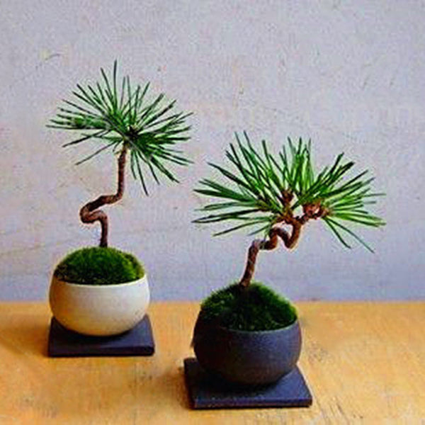 Egrow 50 Pcs/Pack Pine Tree Seeds Mini Black Pine Tree Bonsai Courtyard Garden Bonsai Tree Plants Pine Tree DIY Home Garden