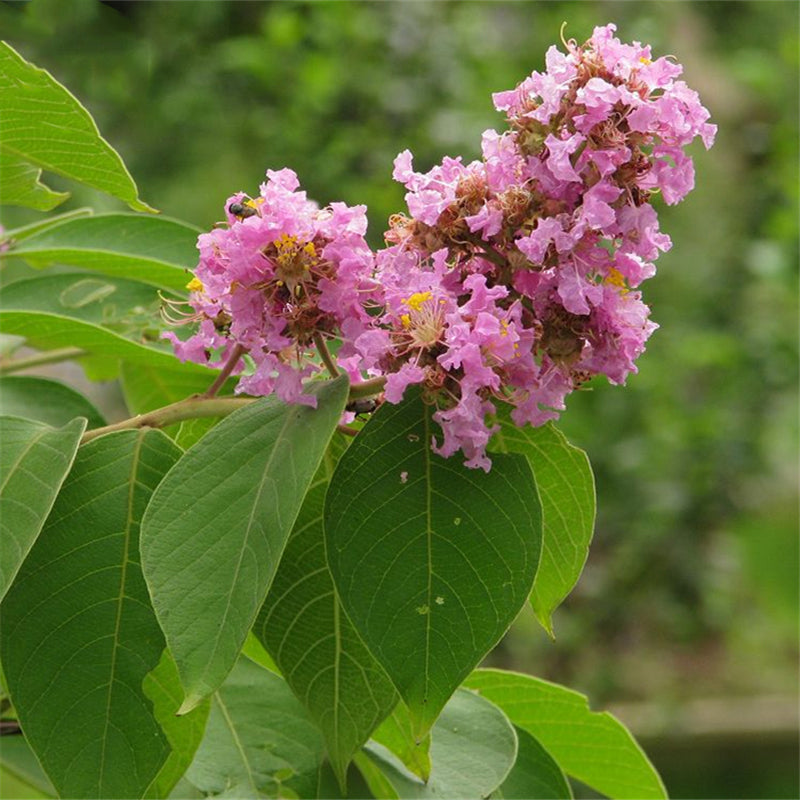 Egrow 120 Pcs/Pack Myrtus Seeds Lagerstroemia Indica Tree Plant Crape Myrtus Flower Seeds