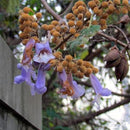Egrow 50 Pcs/Pack Paulownia Tree Seeds Paulownia Tree Paulownia Fortunei For Home Garden Decoration