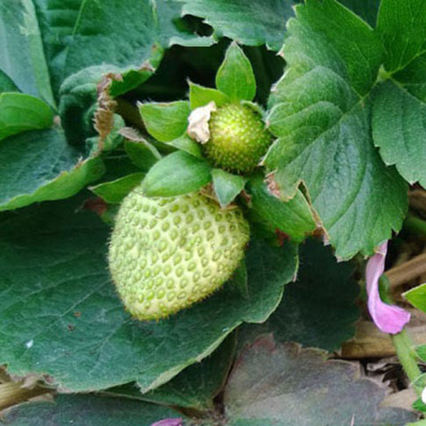500Pcs Green Strawberry Seeds Garden Fruit Seeds Heirloom Super Strawberry Garden Seeds