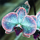 Egrow 200pcs/Bag Rare Orchid Seeds Bonsai Plant Seeds Natural Growth Flower Seeds for Home Garden