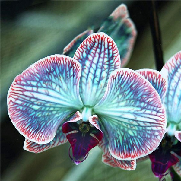 Egrow 200pcs/Bag Rare Orchid Seeds Bonsai Plant Seeds Natural Growth Flower Seeds for Home Garden