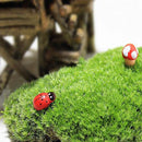 DIY Mirco Landscape Moss Plant Natural Wild Leucobryum Bowringii Glass Bottle Decorations
