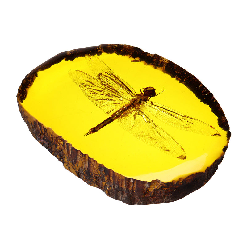 Amber Fossil Insects Dragonfly Manual Polishing Insect Specimens Decorations