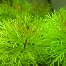 Egrow 1000Pcs/Bag Aquarium Plants Seeds Artificial Aquarium Plant Decoration Fish Tank Submersible