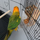 Automatic Smart Bird Feeders Starling Parrot Food Containers Transparent Pet Feeder Devices