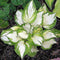 Egrow 100Pcs Hosta Plants Seeds Garden Perennial Green Plants Plantain Lily Flower Seeds Mixed Color