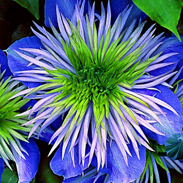 Egrow 100 Pcs/Pack Clematis Plants Flower Seeds Clematis Vines Bonsai Flower Perennial Flowers Climbing Clematis Plants