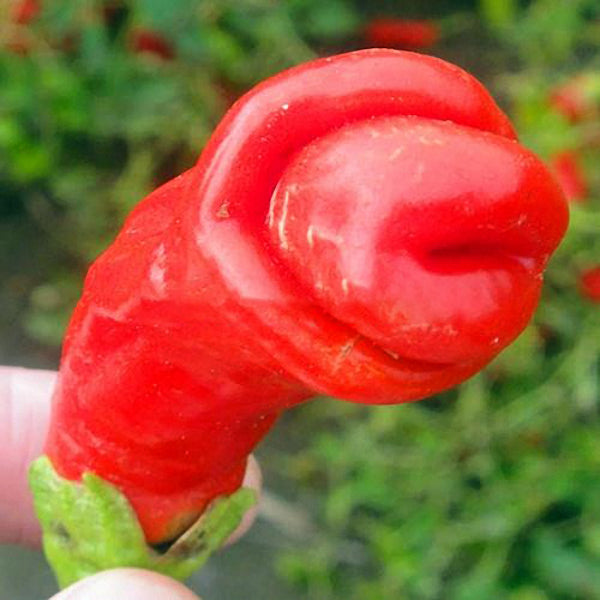 Egrow 100Pcs/Pack Chili Seeds Red Green Yellow Peppers Funny Kitchen Seasoners Plants Seeds