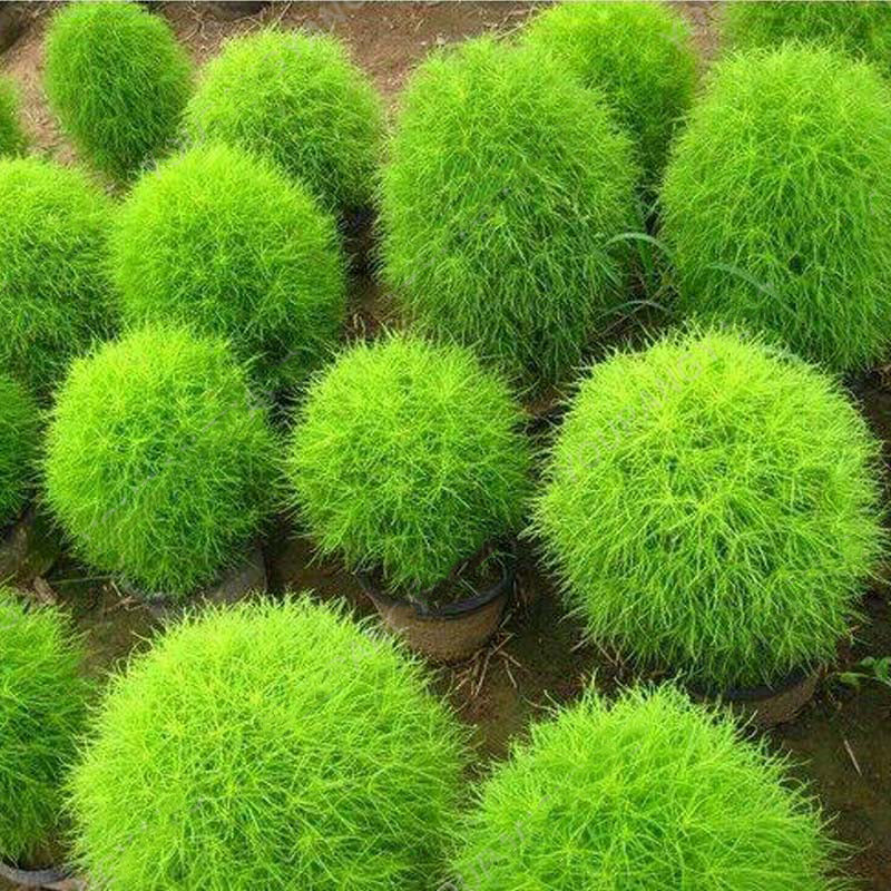 Egrow 200 Pcs/Bag Round Cypress Seeds Summer Cypress Bonsai Air Purify Bonsai Pot Plant For Home Garden Decoration