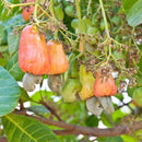 Egrow 10Pcs/Bag Cashew Nuts Seeds Cashew Nuts Tree Seeds Bonsai Flowers Plants for Hoe Garden Seeds