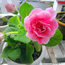 Egrow 100PCS/Pack Gloxinia Seeds 9 Colors Gloxinia Garden Perennial Flowering Plants Sinningia Speciosa Bonsai