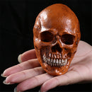 Life Size Human Anatomical Anatomy Resin Skull Head Skeleton Medical Teaching Model