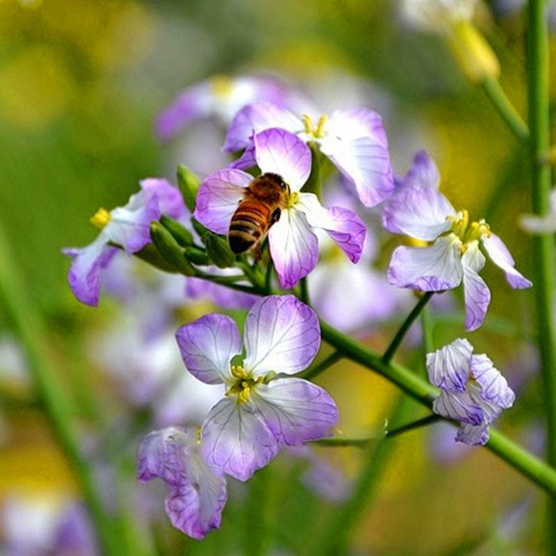 Egrow 50 Pcs/Pack Purple Radish Seeds Red Radish Fruit And Vegetable Bonsai Xinlimei Binsai Garden Plant