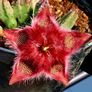 Egrow 100Pcs/Pack Stapelia Pulchella Seeds Colorful Cactus Lithops Bonsai Garden Courtyard Plants