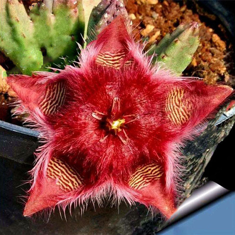 Egrow 100Pcs/Pack Stapelia Pulchella Seeds Colorful Cactus Lithops Bonsai Garden Courtyard Plants