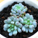 Egrow 100Pcs/Pack Japanese Succulents Seeds Mix Color Home & Garden Bonsai Plants Flower Potted Seed