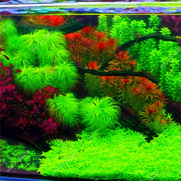 Egrow 1000 PCS Aquarium Plant Seeds Pine Tree Semillas Raras Plantas Aquatic Fish Tank Trees
