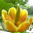 Egrow 50Pcs/Bag Magnoliaceae Flower Seeds Ornamental Plant Liriodendron Chinense Bonsai Seeds