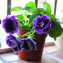 Egrow 100PCS/Pack Gloxinia Seeds 9 Colors Gloxinia Garden Perennial Flowering Plants Sinningia Speciosa Bonsai