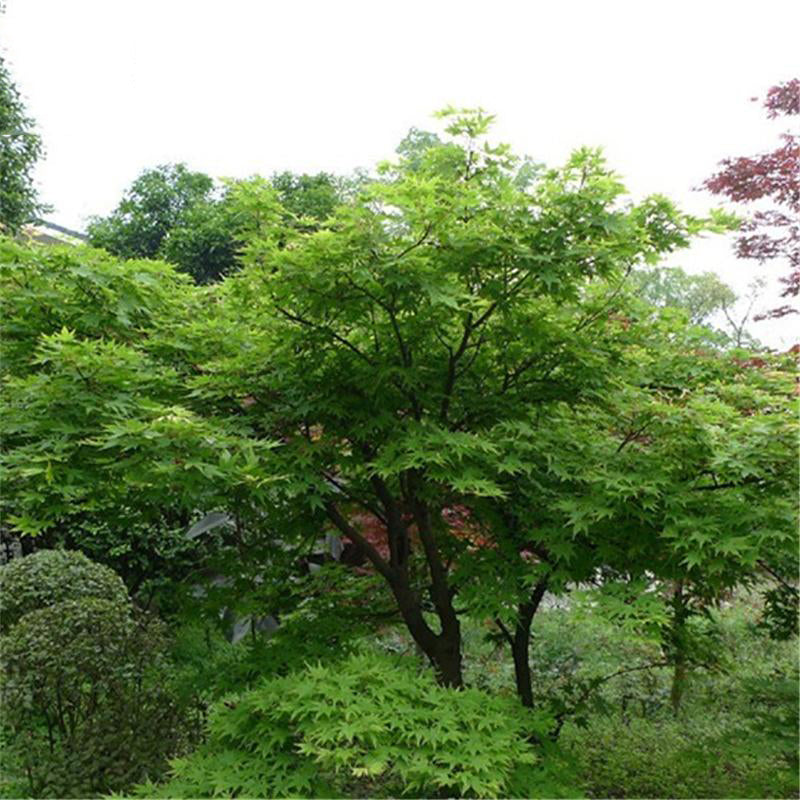 Egrow 100 Pcs/Pack Green Maple Tree Seeds Green Leaf Maple Tree Semente Plant Palmatum Tree For Chinese Maple