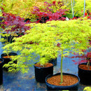 Egrow 50PCS/Pack Maple Seeds Canada Mini Red Maple Bonsai Garden DIY Bonsai Maple Tree Plant